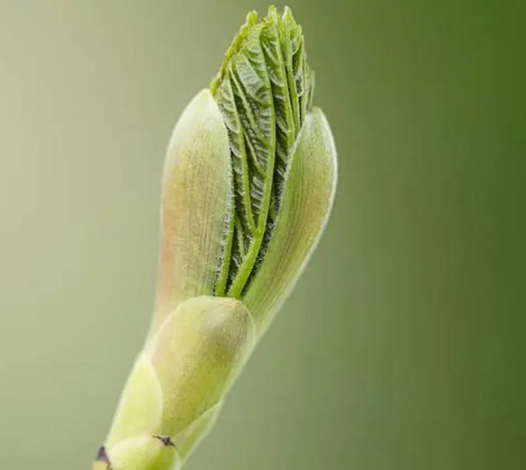 立春，雙春年吉祥順利